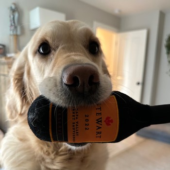 Wine Bottle Pet Toy