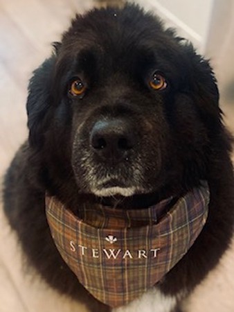 Pet Bandana