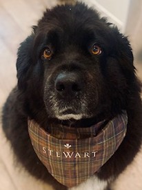 Pet Bandana